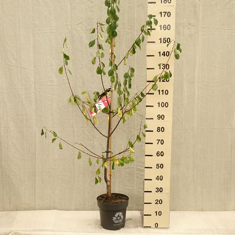 Ejemplar de Prunier Tipala - Prunus domestica - Pot de 7,5L/10L entregado en otoño