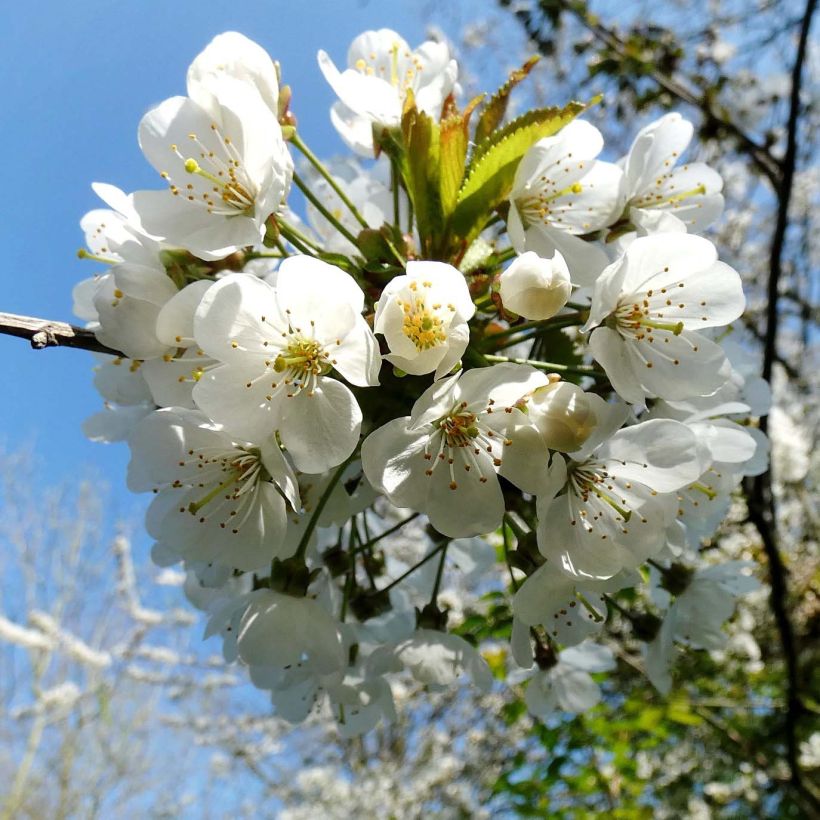 Cerezo silvestre (Floración)