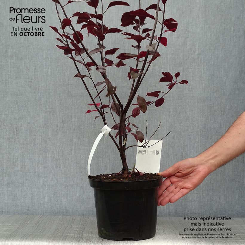 Ejemplar de Prunus cistena - Prunier des sables Pot de 4L/5L touffe entregado en otoño