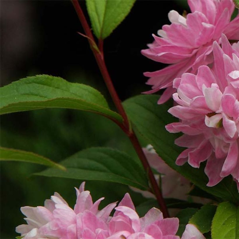 Prunus glandulosa Rosea Plena (Follaje)