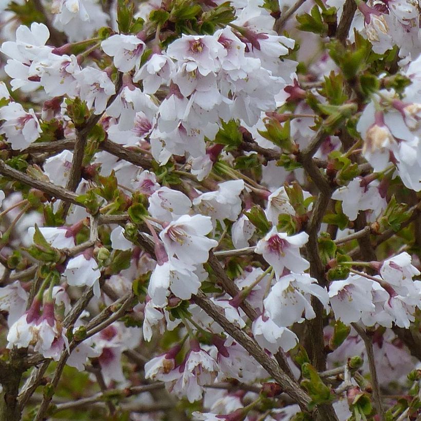 Cerezo enano Japonés Kojo no mai - Prunus incisa (Floración)