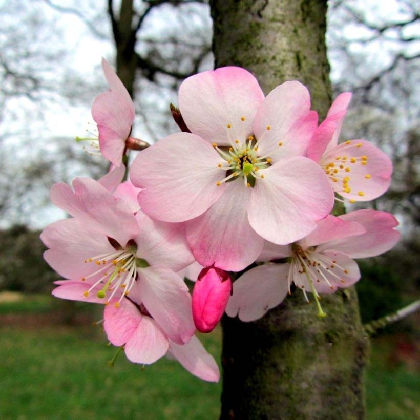 Cerezo enano Japonés Paean - Prunus incisa (Floración)