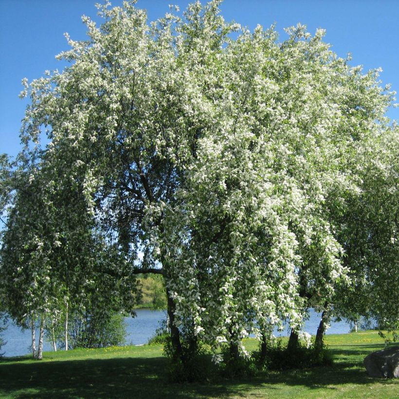 Prunus padus - Cerezo de racimos (Porte)