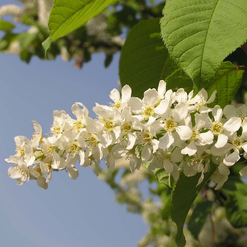 Prunus padus - Cerezo de racimos (Floración)