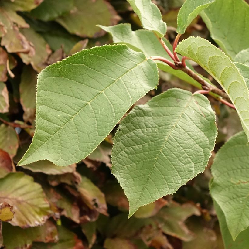 Prunus padus Le Thoureil - Cerezo de racimos (Follaje)