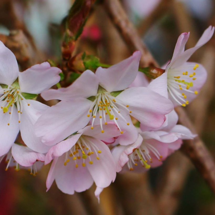 Cerezo de flor Pandora (Floración)