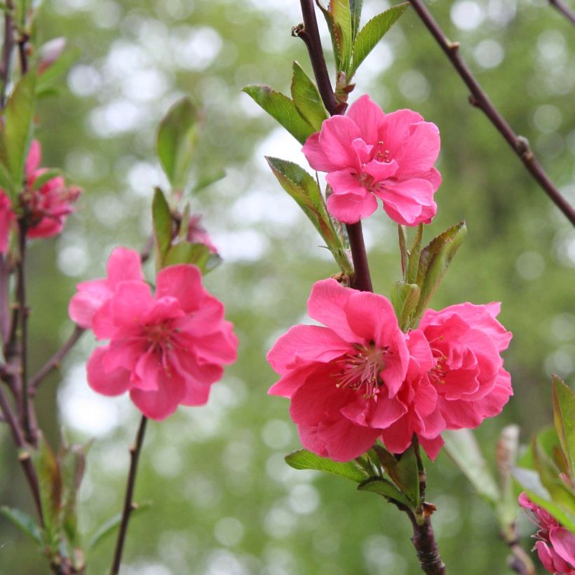 Prunus persica Taoflora Pink (Floración)