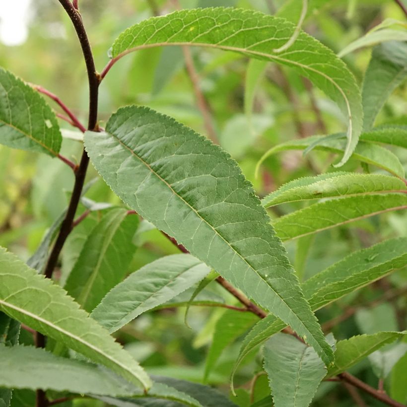 Prunus serrula (Follaje)