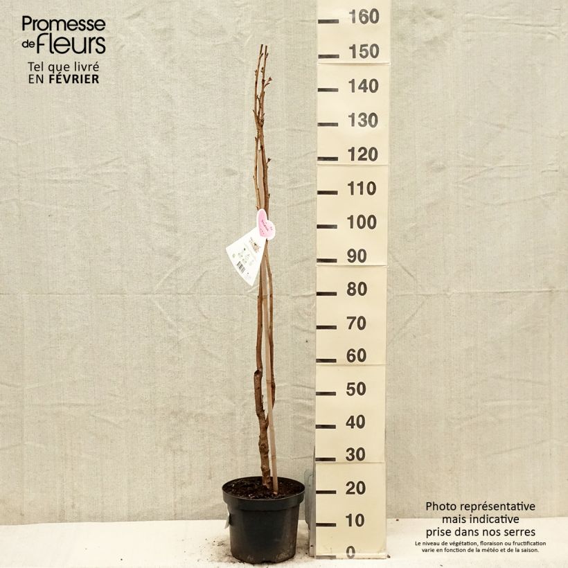 Prunus serrulata Amanogawa 100/125 en pot de 7.5L/10L Ejemplar entregado en invierno