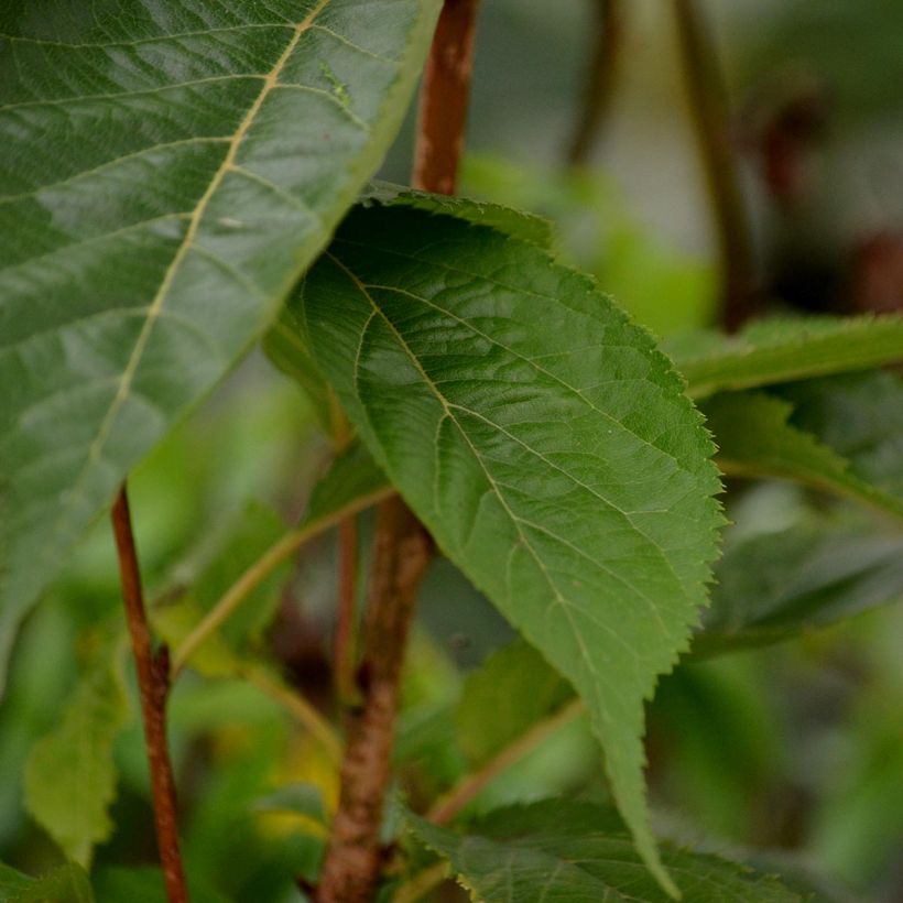 Cerezo japonés Amanogawa - Prunus serrulata (Follaje)