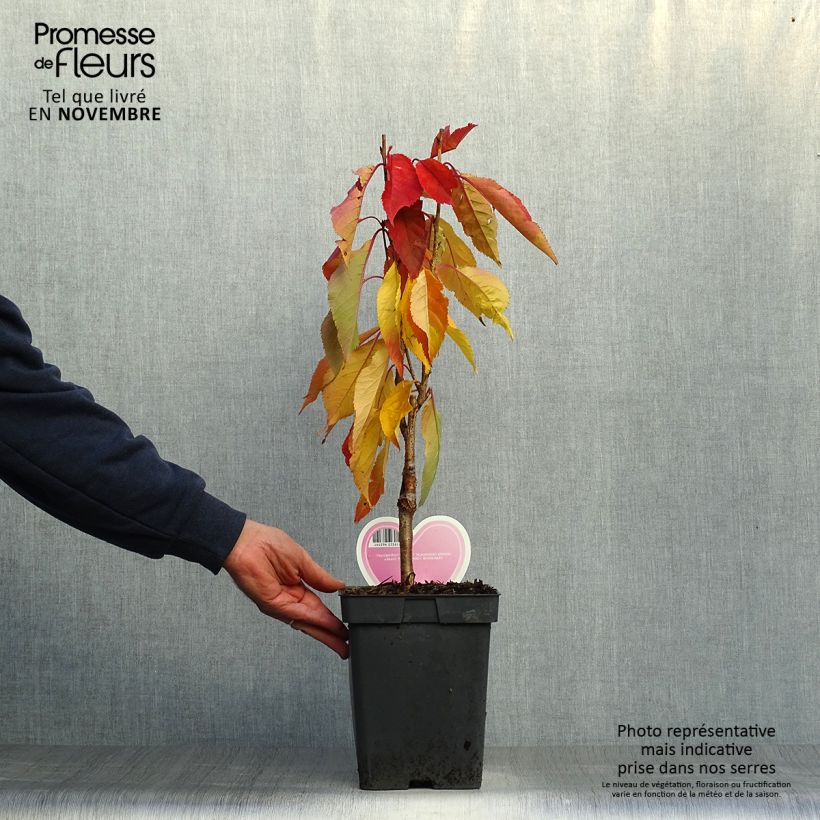 Ejemplar de Prunus serrulata Amanogawa - Pot de 4L/5L entregado en otoño