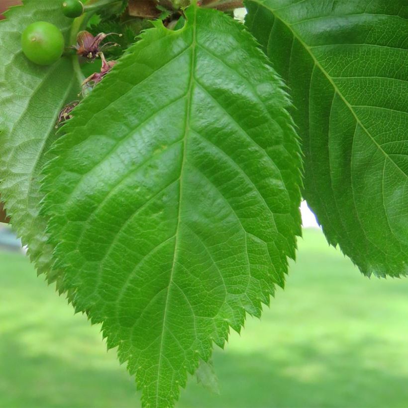 Cerezo de flor Umineko (Follaje)