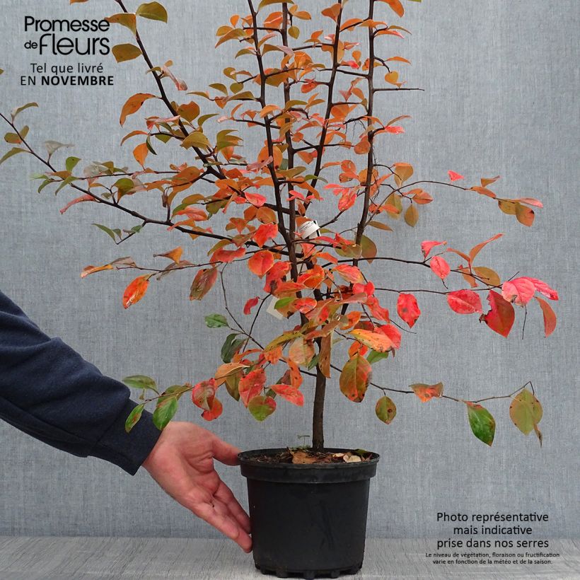 Ejemplar de Pseudocydonia sinensis - Cognassier de Chine Pot de 3L/4L entregado en otoño