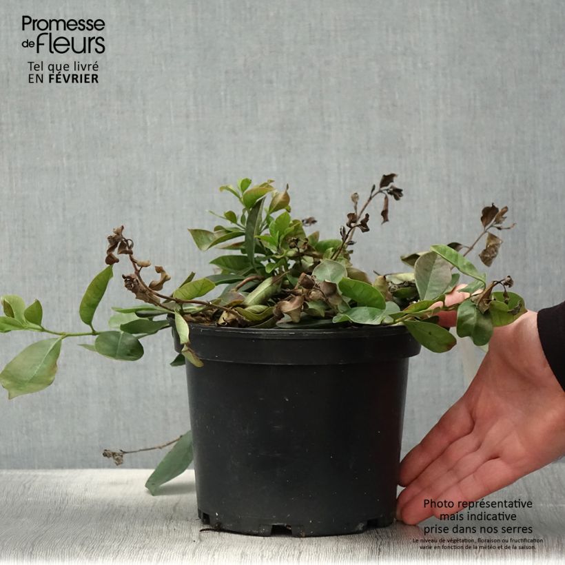 Psidium cattleianum - Goyavier de Chine Pot de 2L/3L Ejemplar entregado en invierno