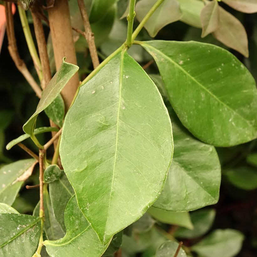 Guayabo - Psidium cattleianum (Follaje)