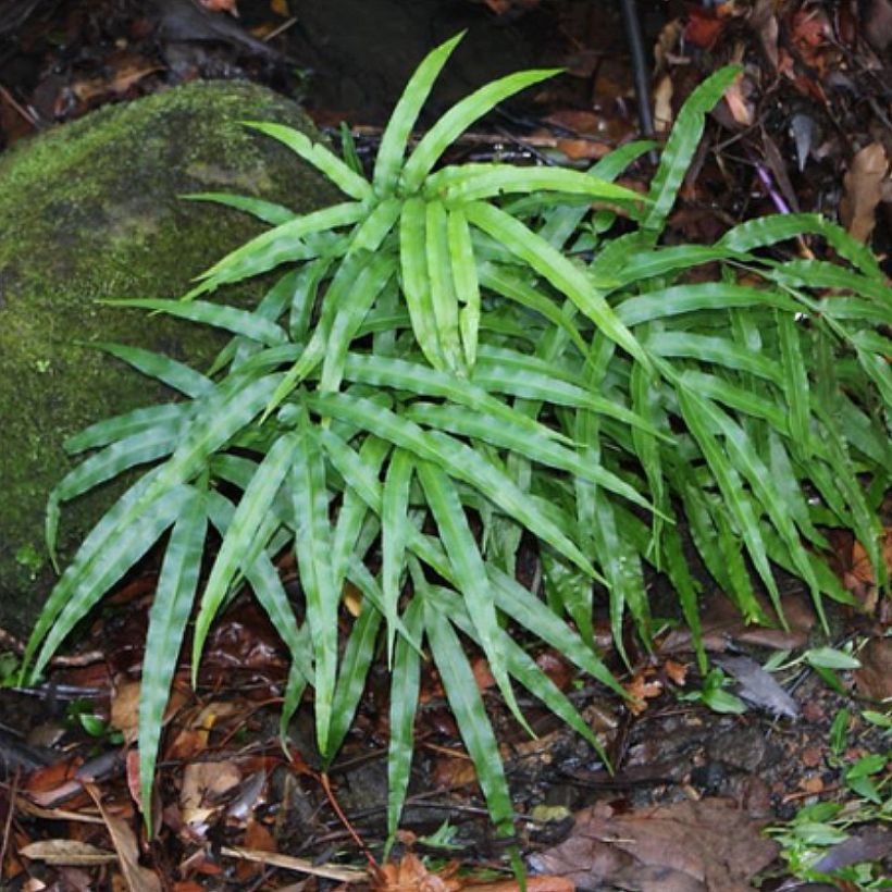 Pteris umbrosa - Helecho (Porte)