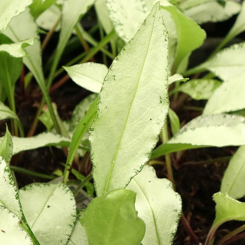 Pulmonaria Diane Clare (Follaje)