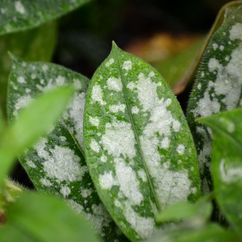 Pulmonaria Opal (Follaje)