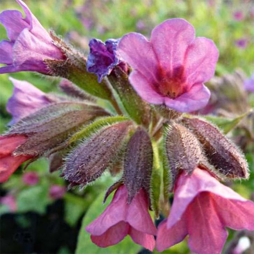 Pulmonaria Victorian Brooch (Floración)