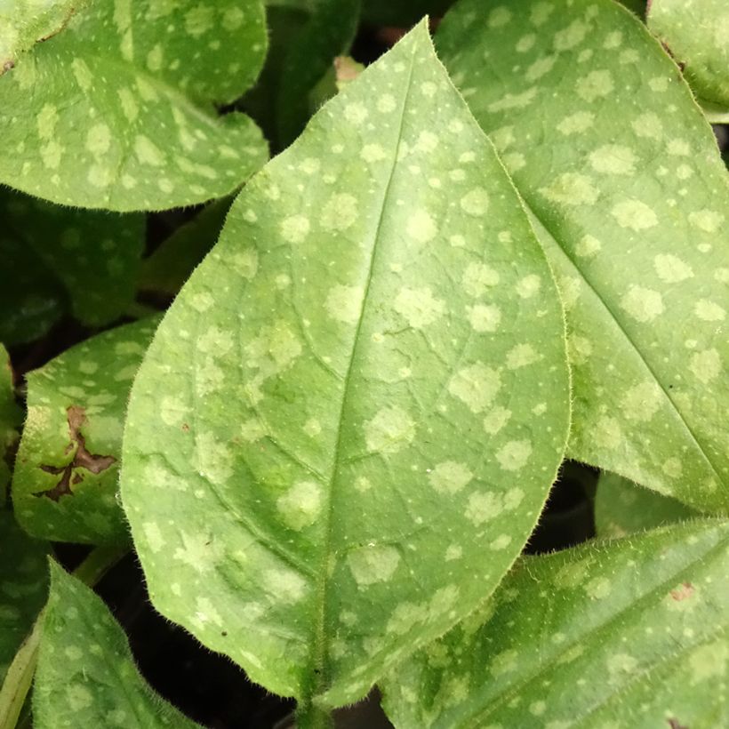 Pulmonaria saccharata Mrs Moon (Follaje)