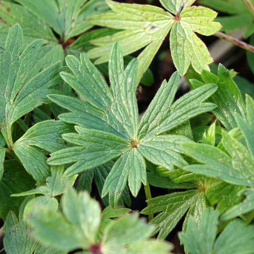 Pulsatilla patens (Follaje)