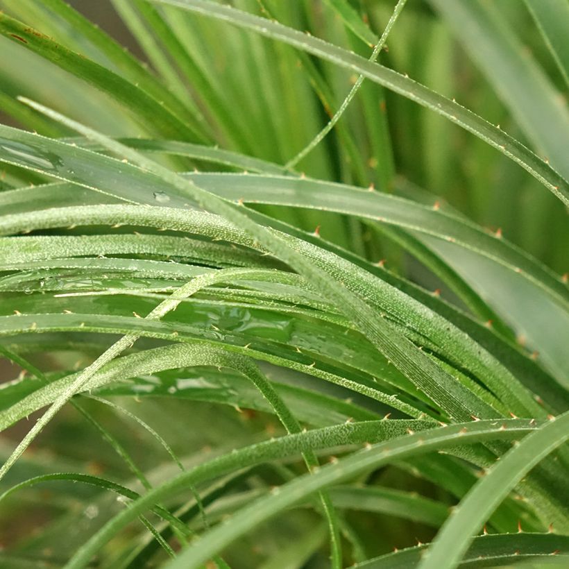 Puya mirabilis (Follaje)