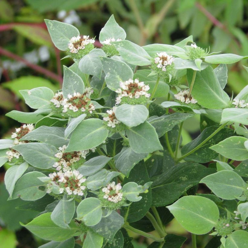 Menta de montaña - Pycnanthemum muticum (Follaje)