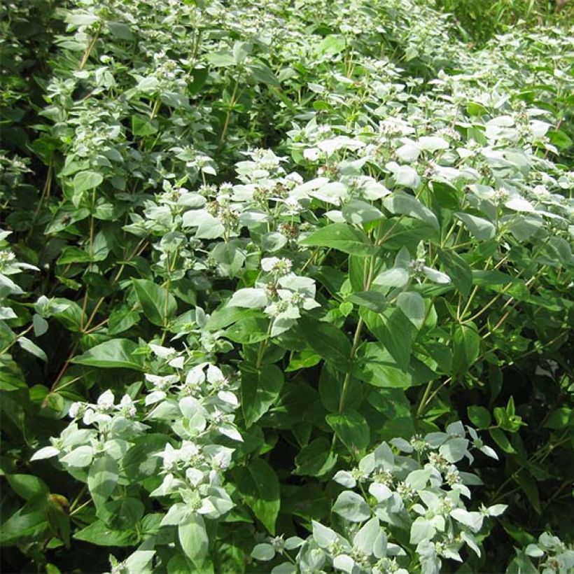 Menta de montaña - Pycnanthemum muticum (Porte)