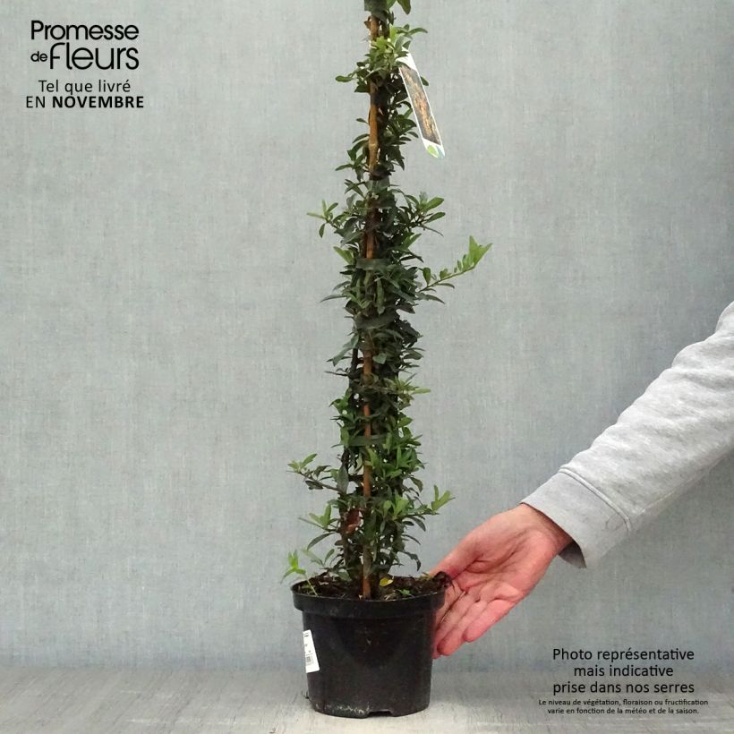 Ejemplar de Pyracantha Golden Charmer - Buissont ardent Pot de 2L/3L entregado en otoño