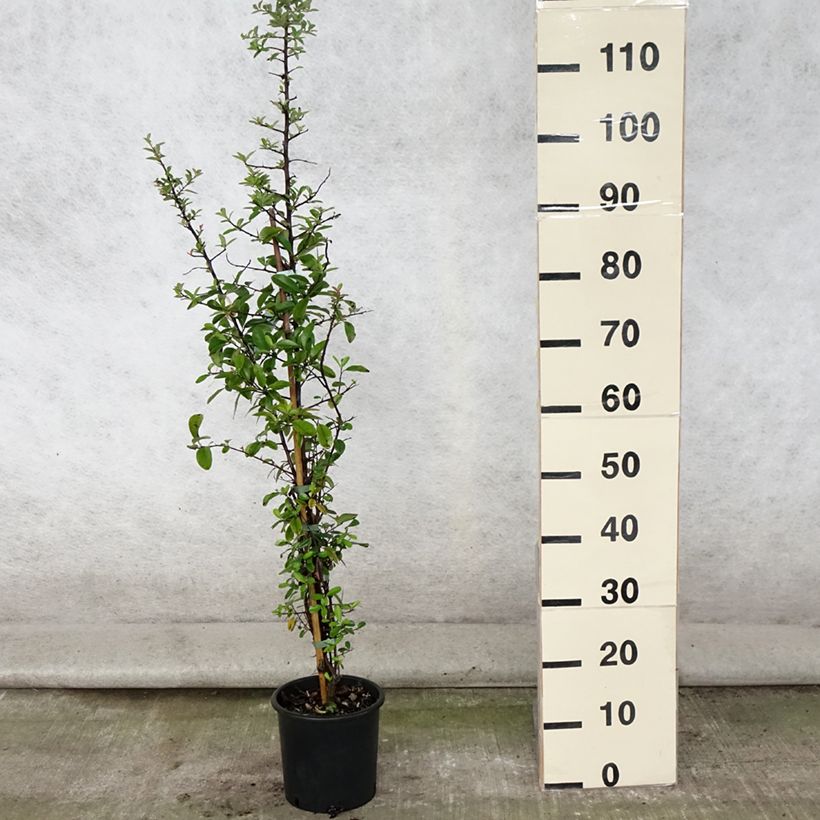 Ejemplar de Pyracantha Mohave - Buisson ardent  Pot de 2L/3L entregado en verano