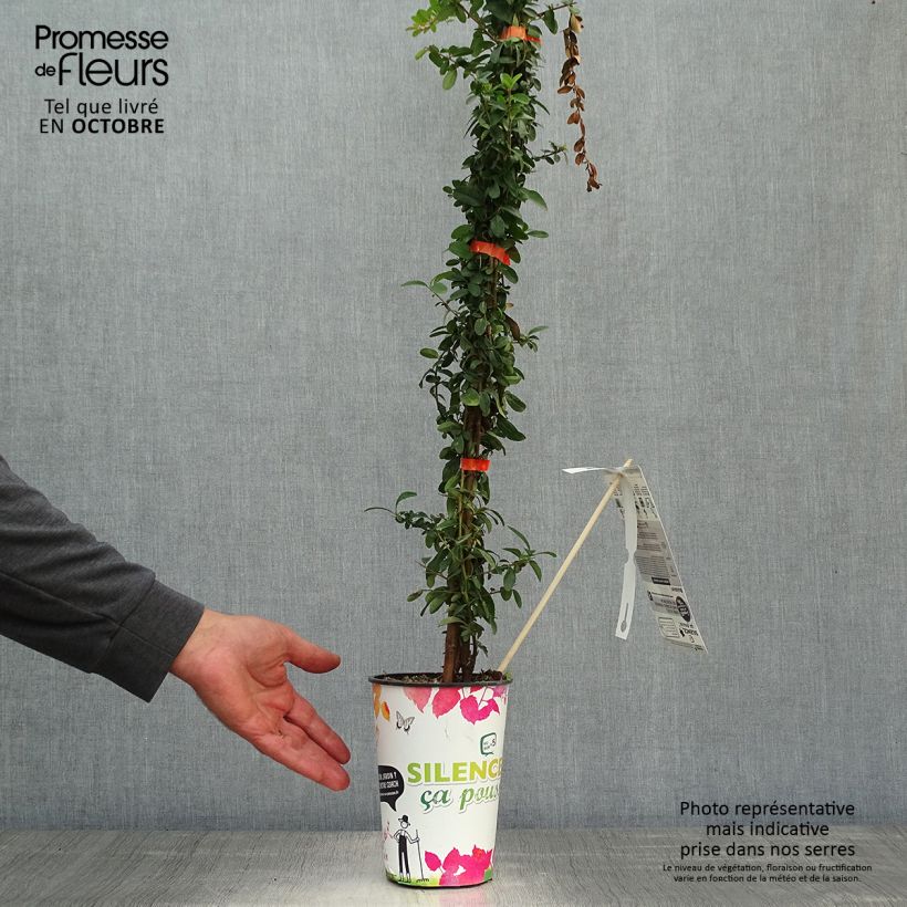 Ejemplar de Pyracantha SAPHYR Orange 40/60cm en pot de 2L - Buisson ardent entregado en otoño