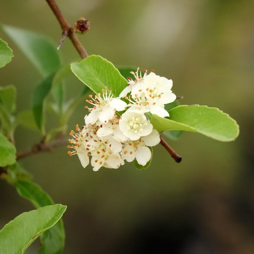 Piracanta coccinea SAPHYR Orange (Follaje)