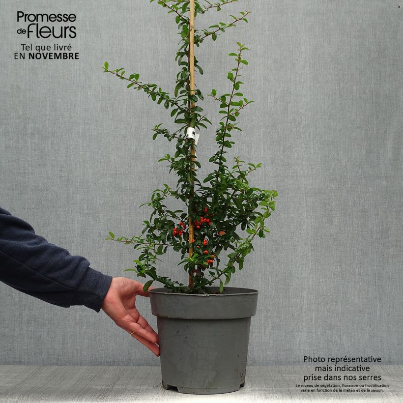 Ejemplar de Pyracantha Saphyr Orange 60/80cm en pot de 7.5/10L - Buisson ardent entregado en otoño