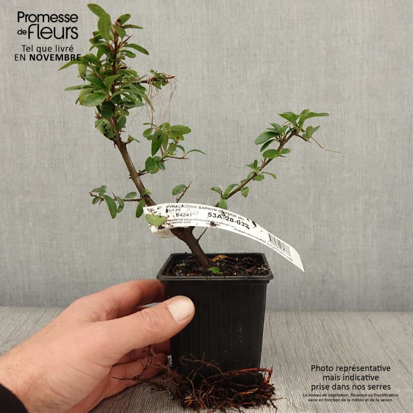 Ejemplar de Pyracantha SAPHYR Orange en godet de 9cm - Buisson ardent. entregado en otoño