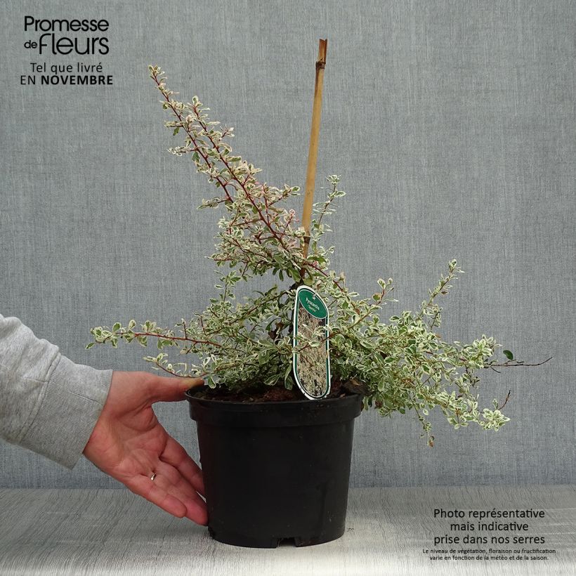 Ejemplar de Pyracantha Sparkler Pot de 2L/3L entregado en otoño