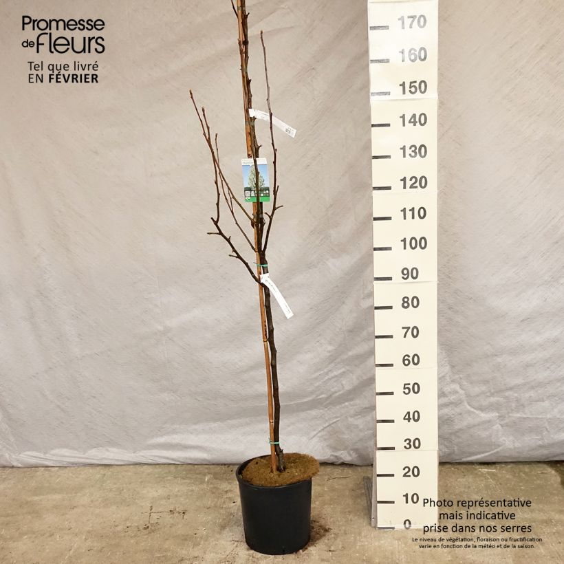 Pyrus calleryana Chanticleer - Poirier d'ornement 175/+cm en pot de 12/15L Ejemplar entregado en invierno