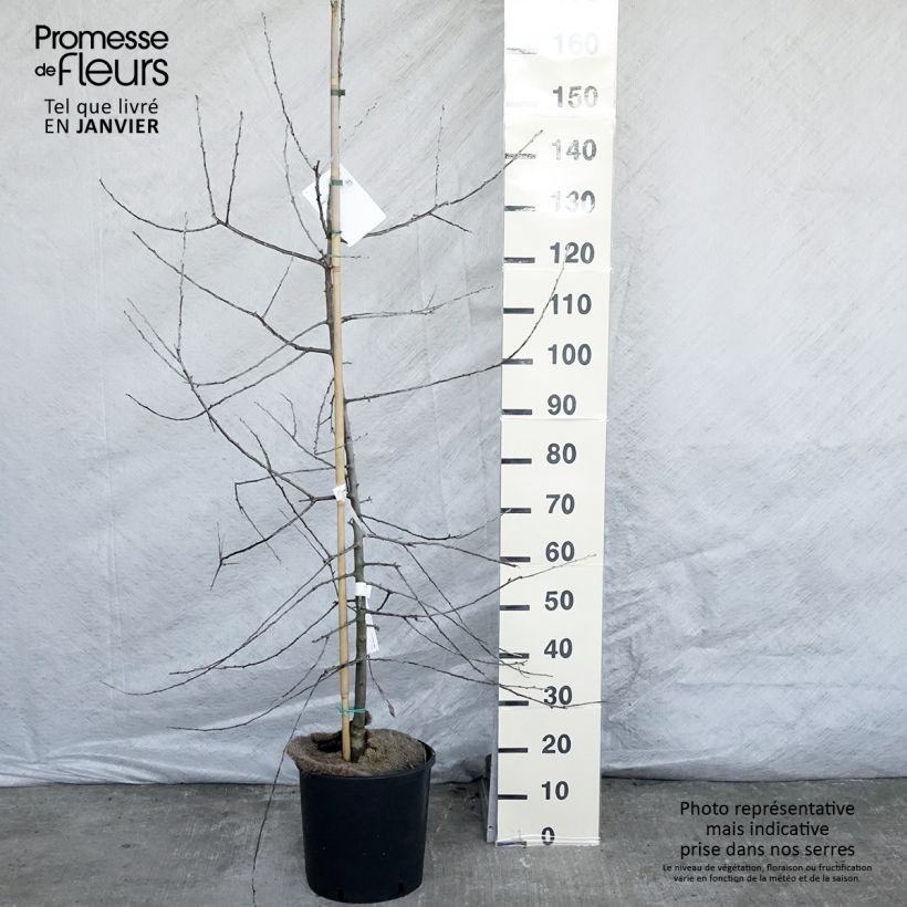 Pyrus salicifolia Pendula - Poirier d'ornement pleureur en pot de 12/15L Ejemplar entregado en invierno