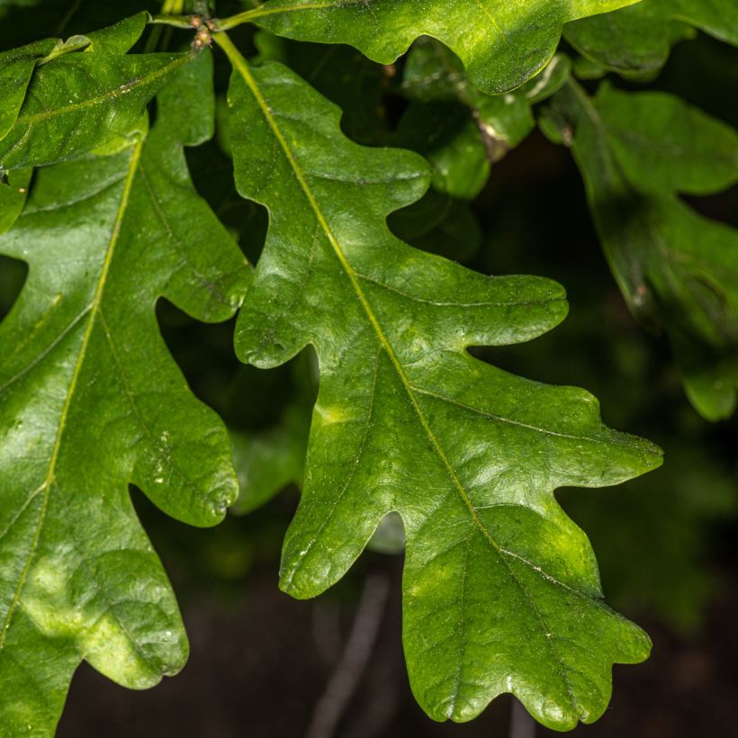 Quercus bimundorum Crimson Spire (Follaje)