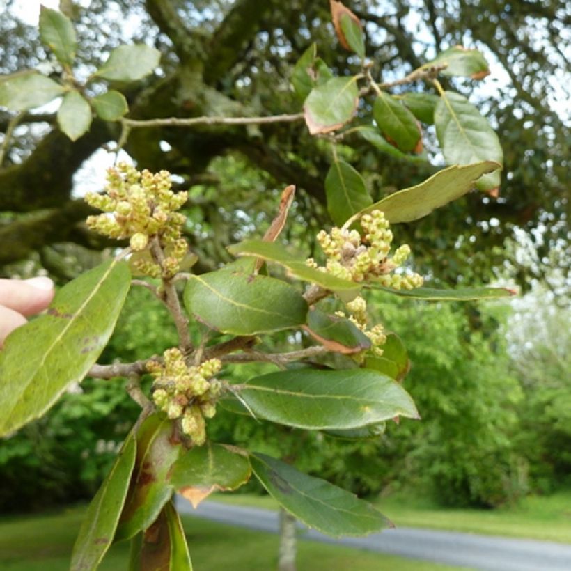 Encina - Quercus ilex (Follaje)