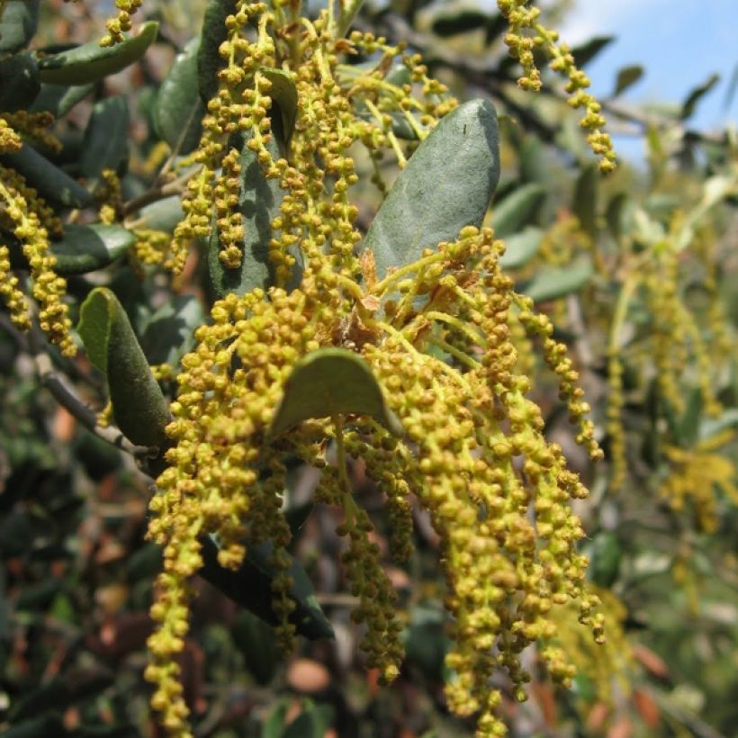 Encina - Quercus ilex (Floración)