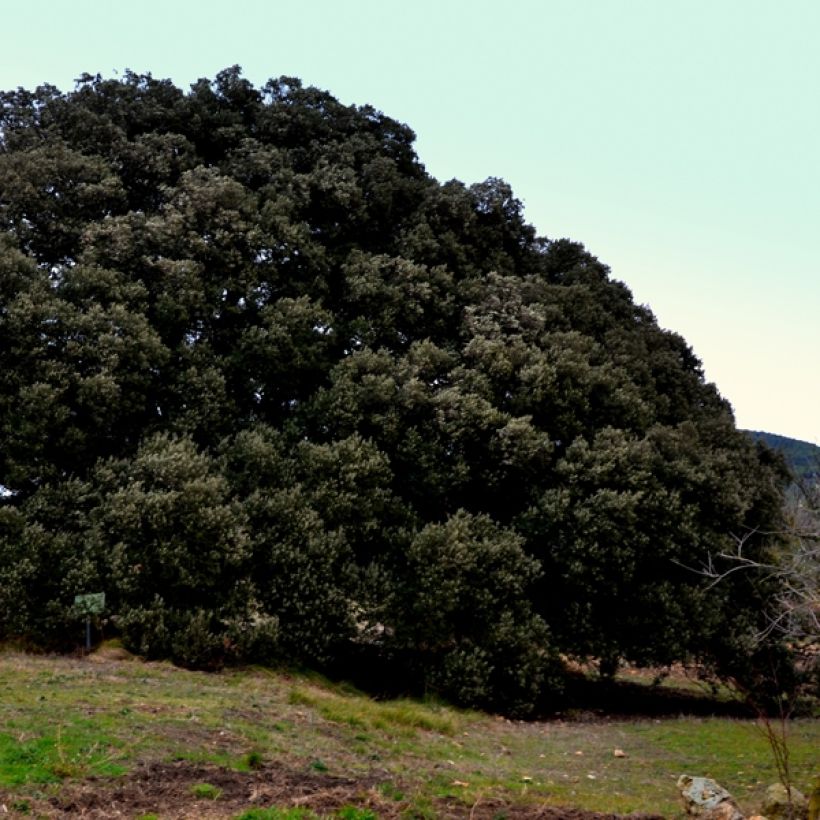 Encina - Quercus ilex (Porte)