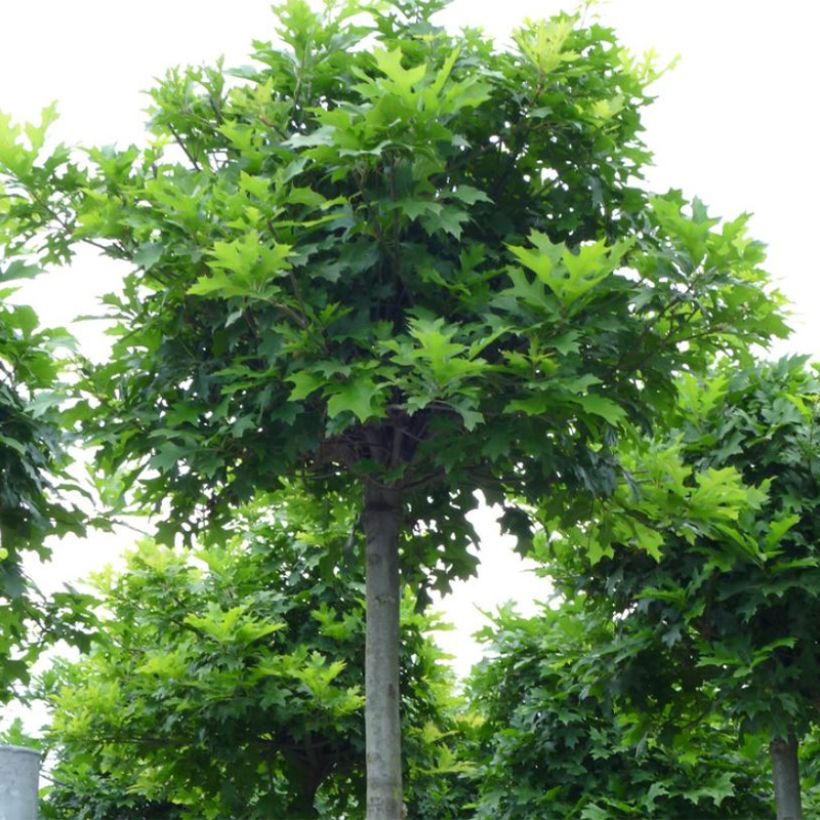 Quercus palustris Green Dwarf - Roble de los pantanos (Porte)