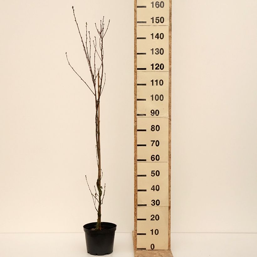 Quercus robur Facrist - Roble común Maceta 4L/5LAltura de entrega aprox. 160/180cm Ejemplar entregado en invierno