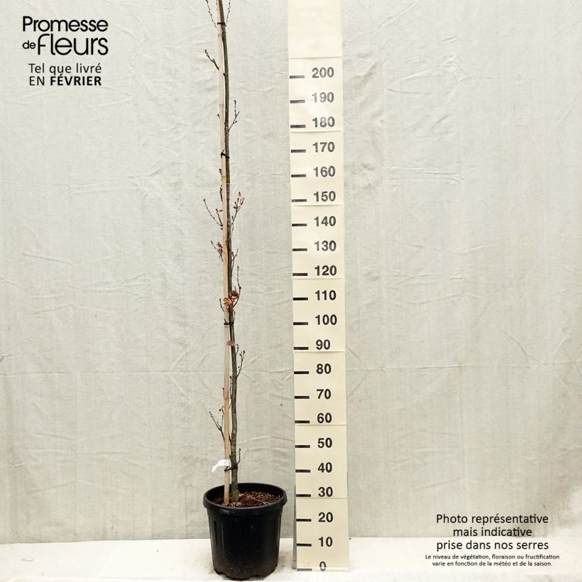 Quercus robur Fastigiata Koster - Chêne pédonculé fastigié Pot de 20/25L Ejemplar entregado en invierno