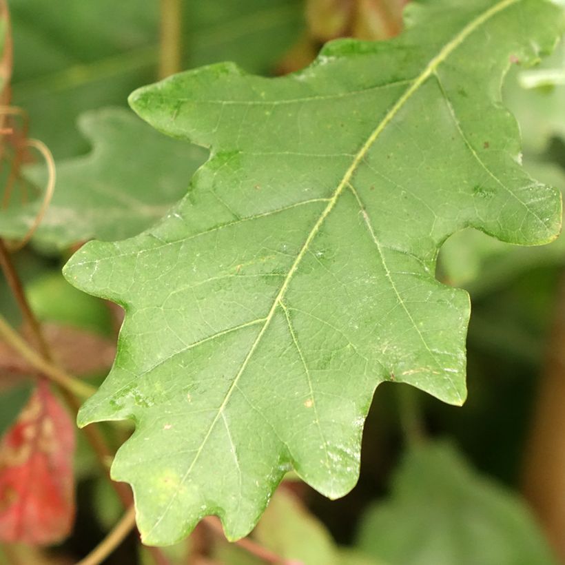 Quercus robur Fastigiata Koster - Roble de porte columnar (Follaje)