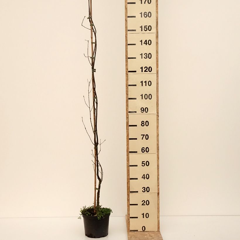 Quercus robur Strypemonde - Roble común Maceta 4L/5LAltura de entrega aprox. 180/+cm Ejemplar entregado en invierno