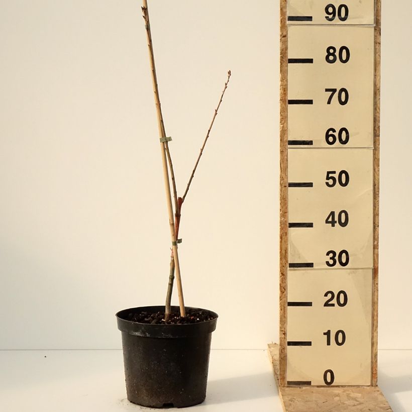 Quercus rubra Wolfsdonk's Pride - Roble americano Maceta 7,5L/10LAltura de entrega aprox. 80/100cm Ejemplar entregado en invierno