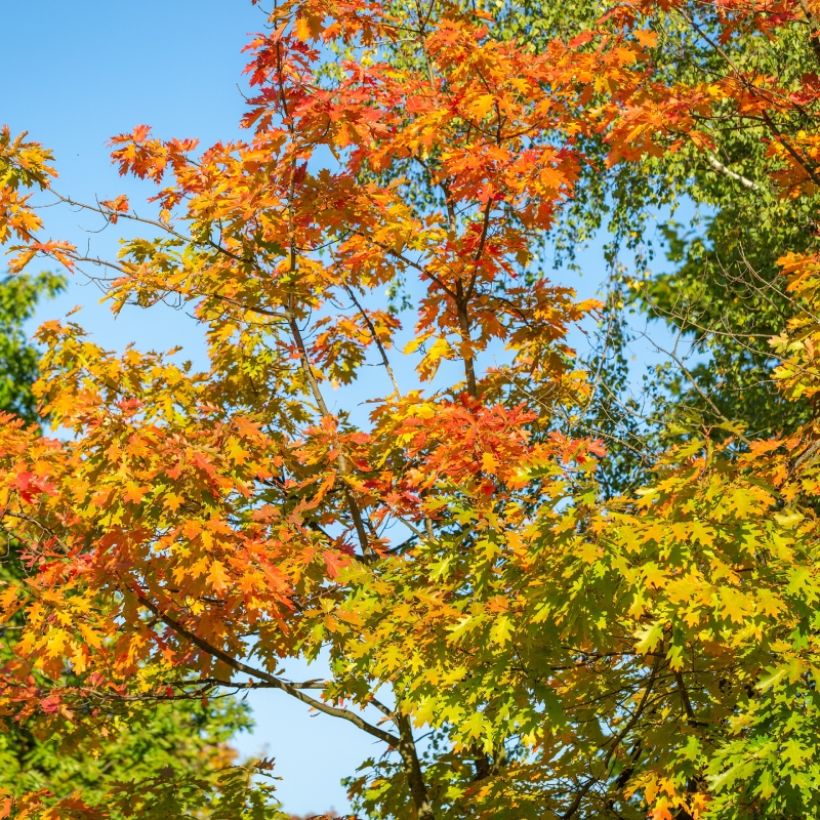 Quercus texana New Madrid (Porte)