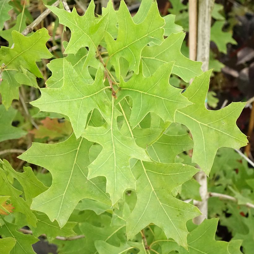 Quercus texana New Madrid (Follaje)