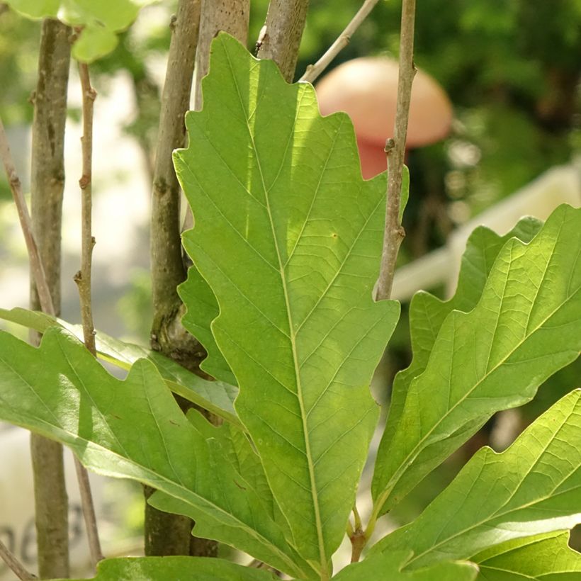 Quercus warei Windcandle (Follaje)